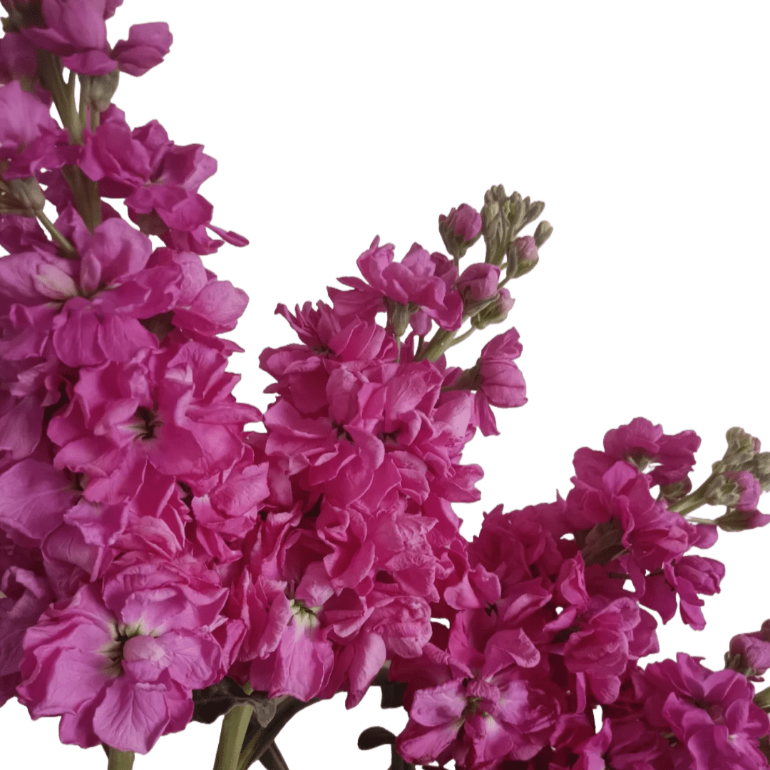 Matthiola dark pink紫罗兰玫红色 - FOREVERMORE