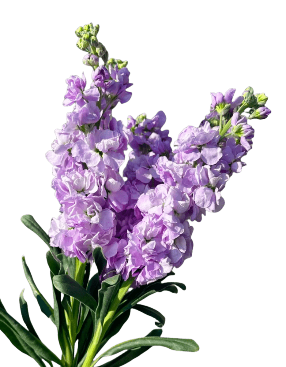 Matthiola Light Purple紫罗兰 紫色 - FOREVERMORE