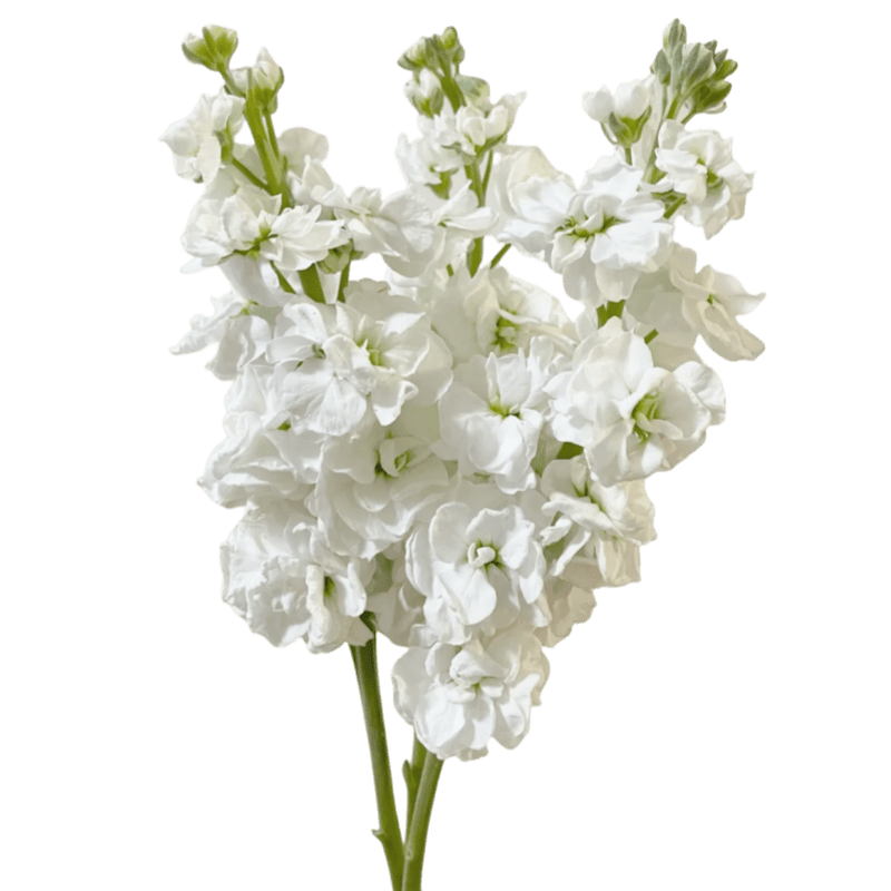 Matthiola White 紫罗兰 白色 - FOREVERMORE