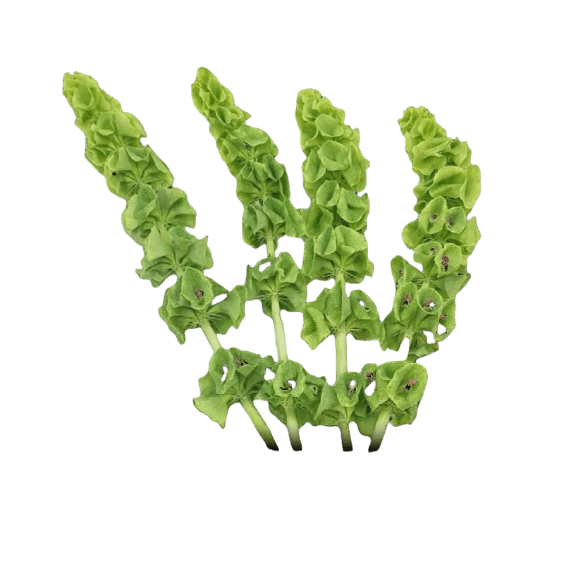 Moluccella Leaves Green - FOREVERMORE