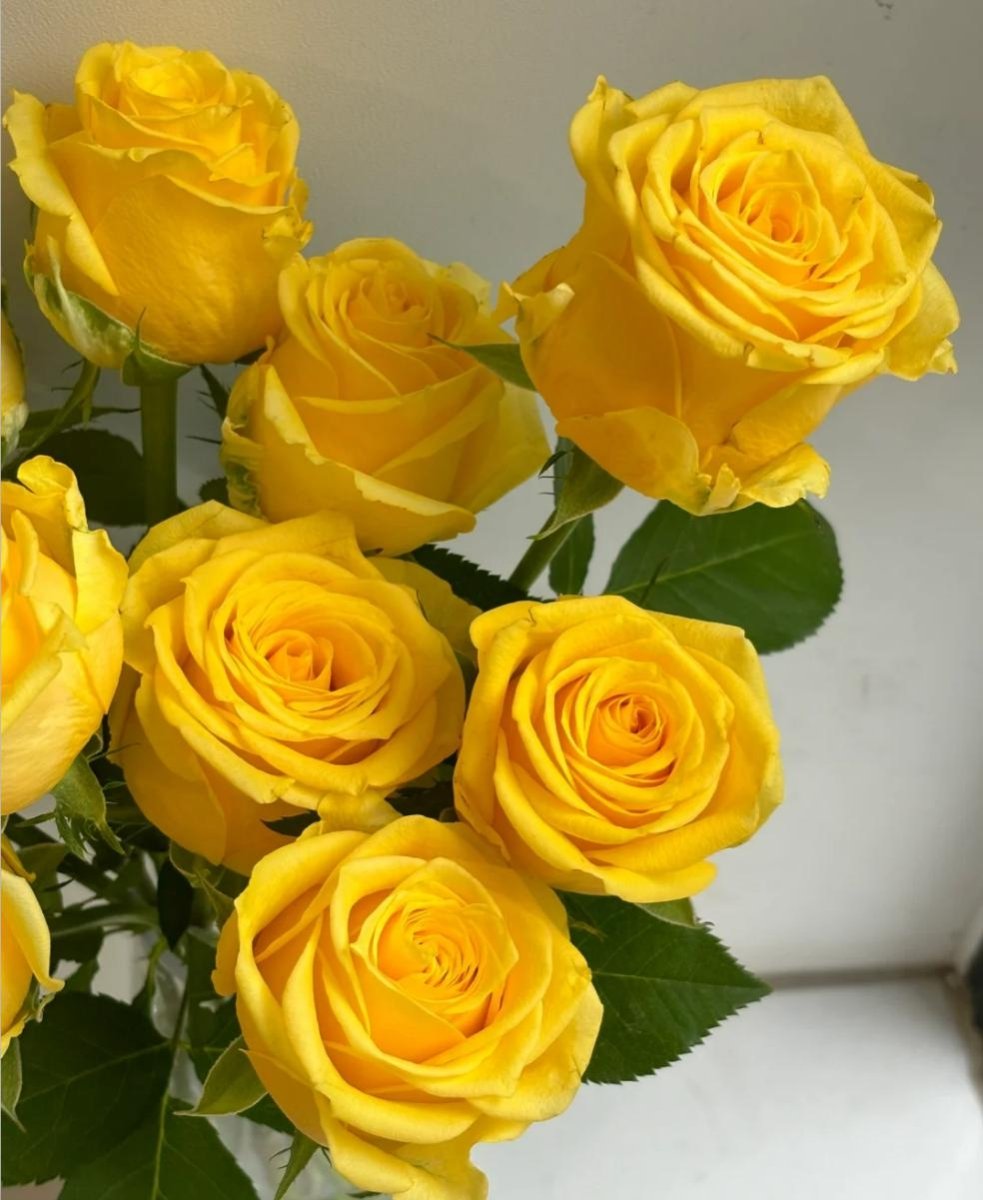 Moonwalk Yellow Roses 50cm - FOREVERMORE