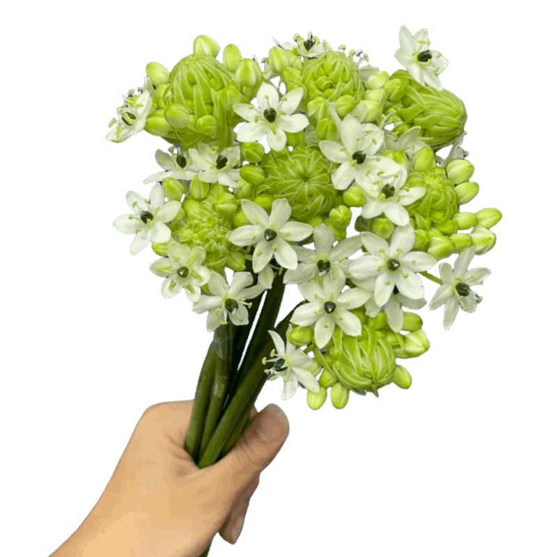 Ornithogulam - FOREVERMORE