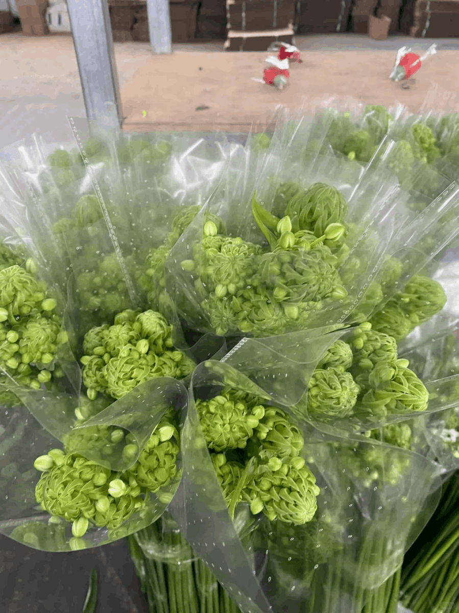 Ornithogulam - FOREVERMORE