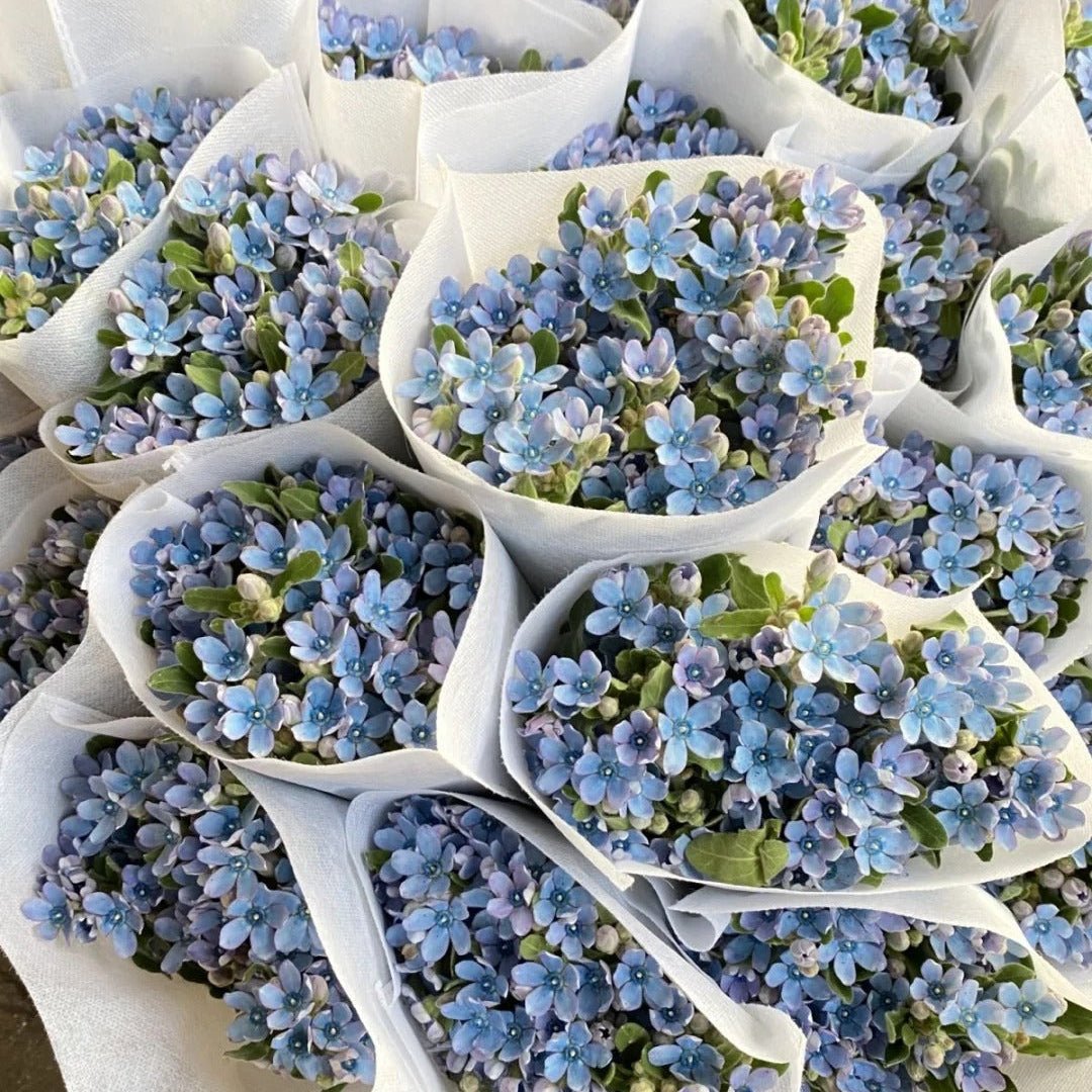 Oxypetalum（Tweedia） - Blue蓝星花 - FOREVERMORE