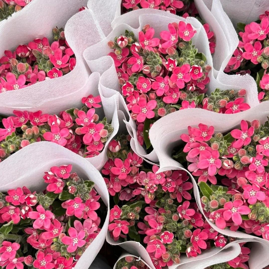 Oxypetalum（Tweedia） - Pink粉星花 - FOREVERMORE