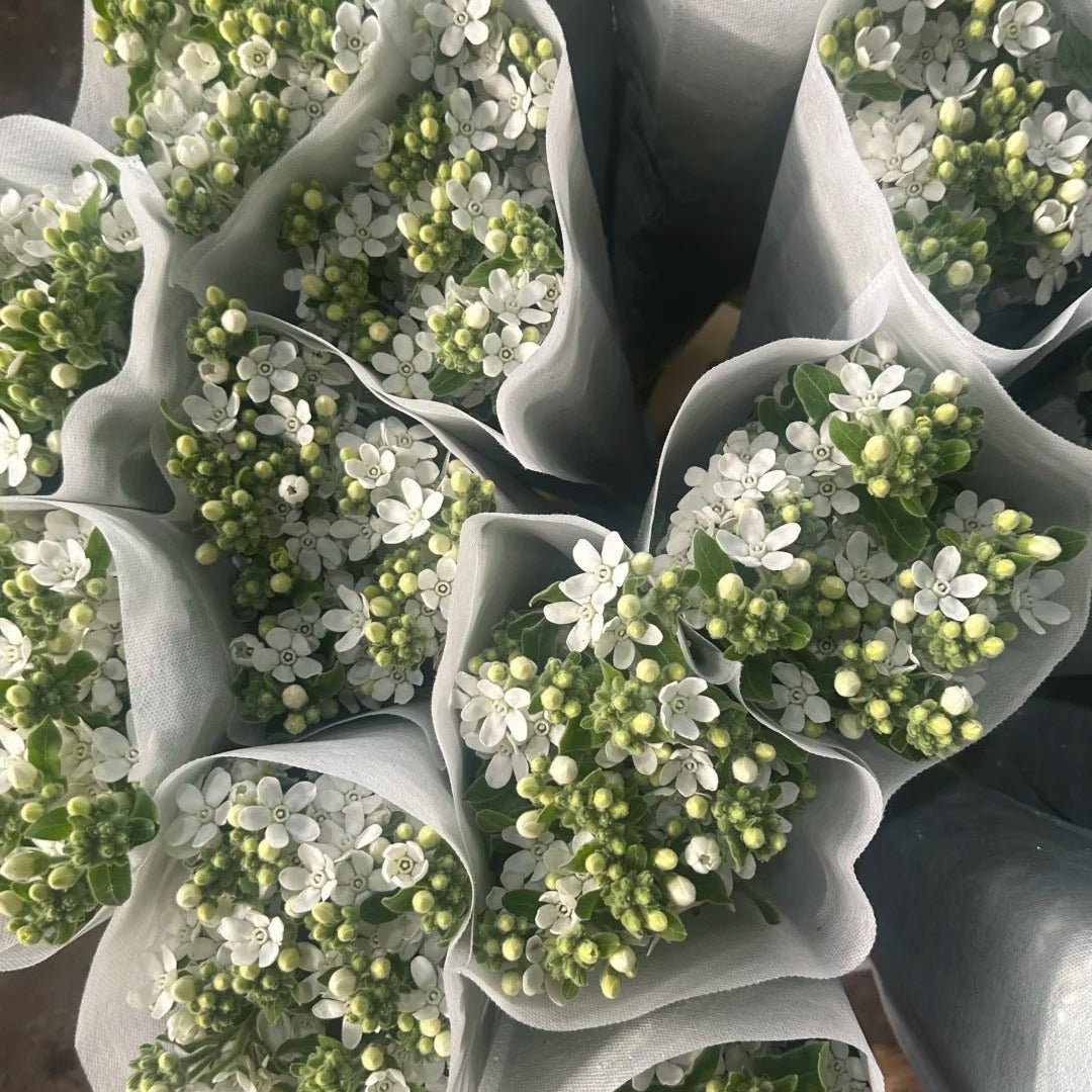 Oxypetalum（Tweedia） - White白星花 - FOREVERMORE