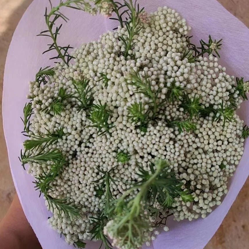 Ozothamnus white 米花白色 - FOREVERMORE