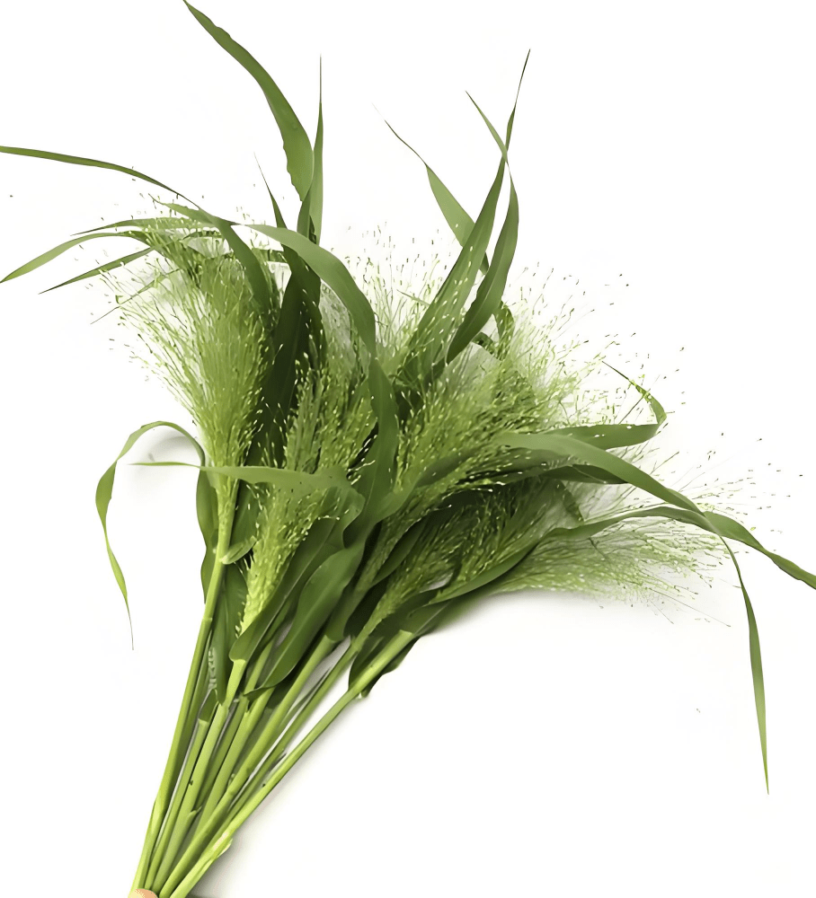 PANICUM FOUNTAIN喷泉草 - FOREVERMORE