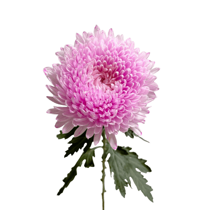 Peony Mum Pink - FOREVERMORE