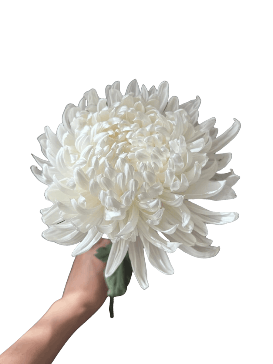 Peony Mum White - FOREVERMORE