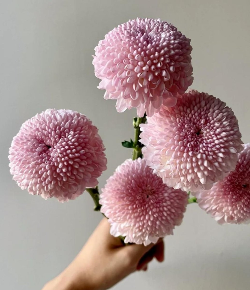 Pingpong Pink 乒乓菊粉色 - FOREVERMORE