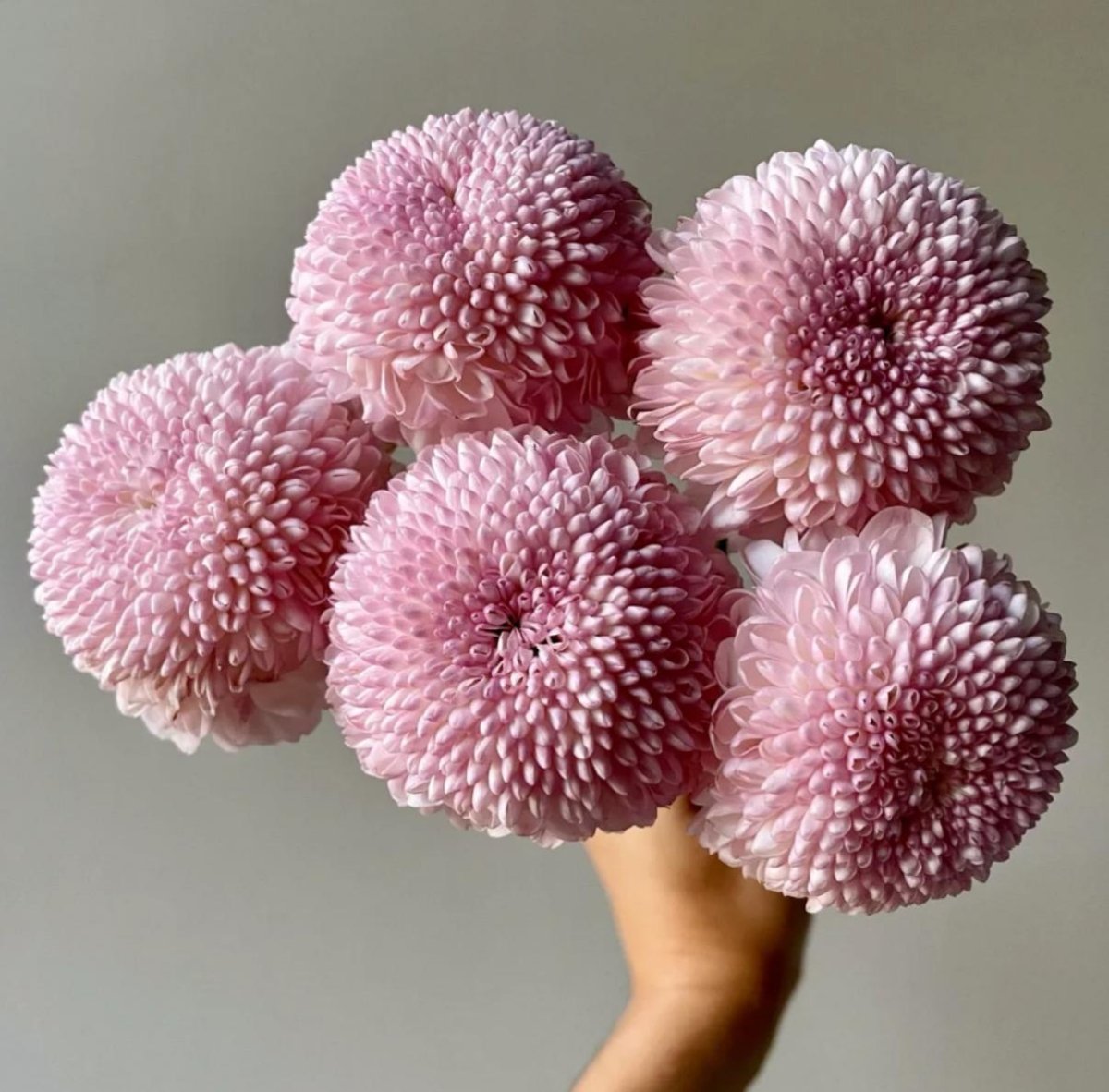 Pingpong Pink 乒乓菊粉色 - FOREVERMORE