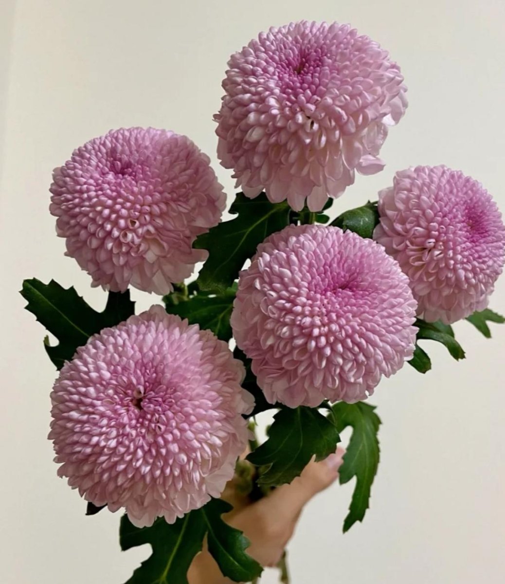 Pingpong Pink 乒乓菊粉色 - FOREVERMORE