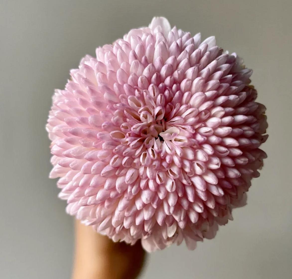 Pingpong Pink 乒乓菊粉色 - FOREVERMORE