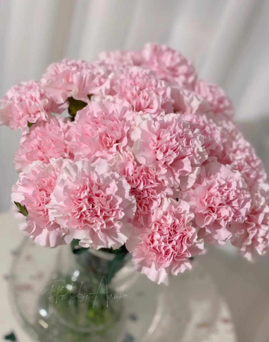Pink Carnations - FOREVERMORE