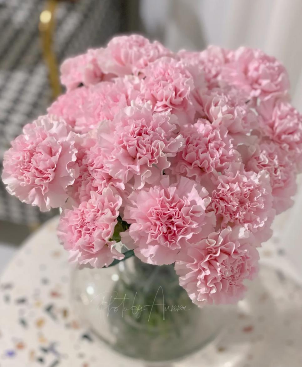 Pink Carnations - FOREVERMORE