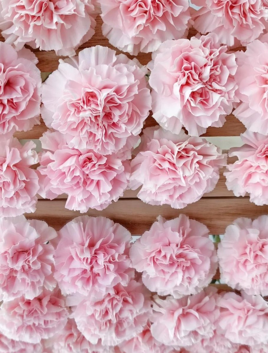 Pink Carnations - FOREVERMORE