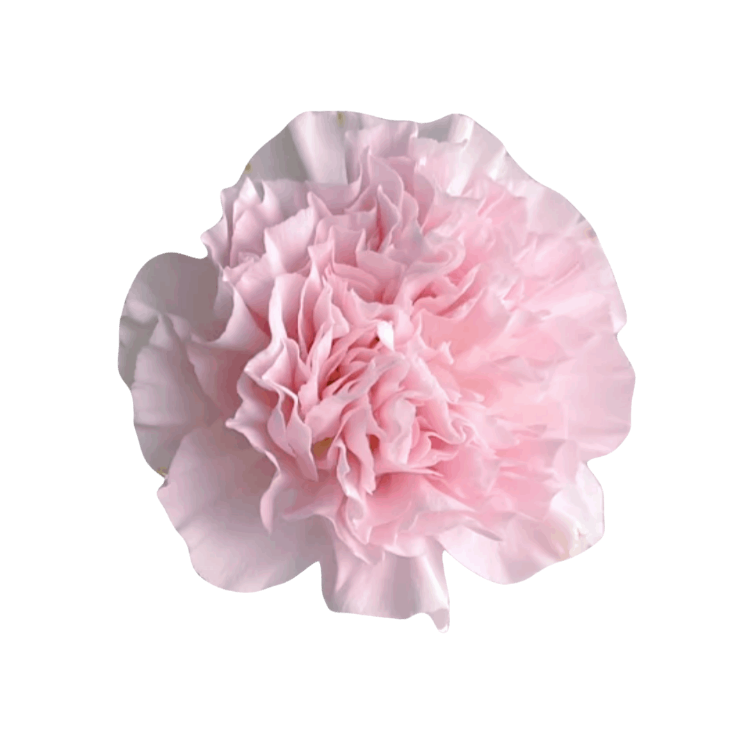 Pink Carnations - FOREVERMORE