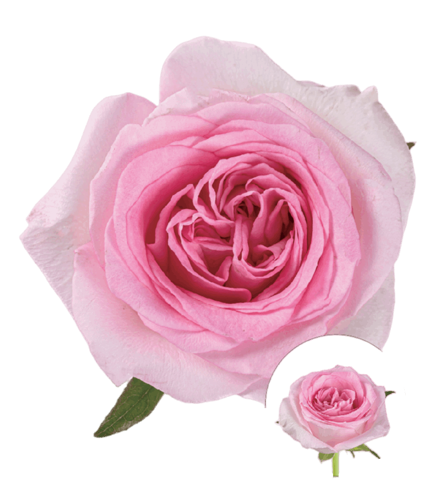 Pink Mondial Roses 50cm - FOREVERMORE