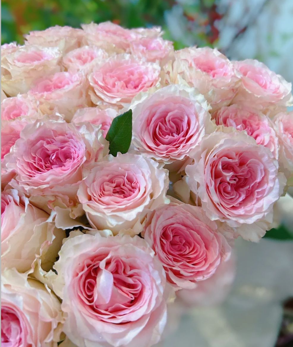 Pink Mondial Roses 50cm - FOREVERMORE