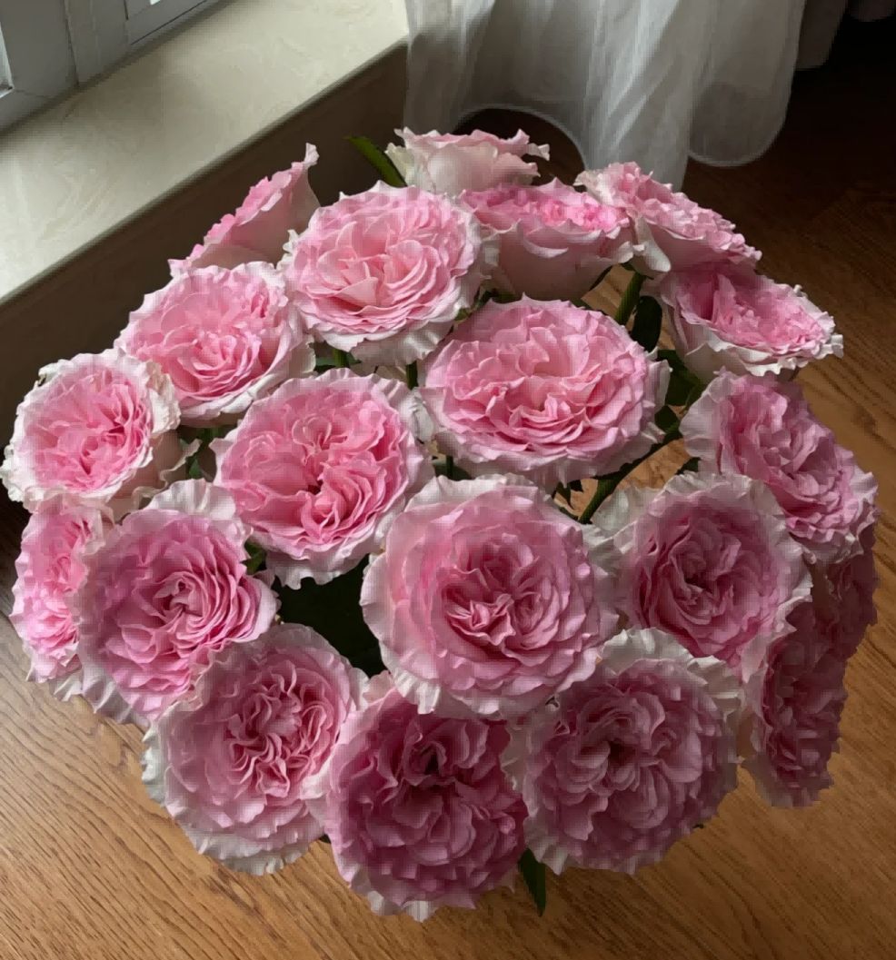 Pink Mondial Roses 50cm - FOREVERMORE