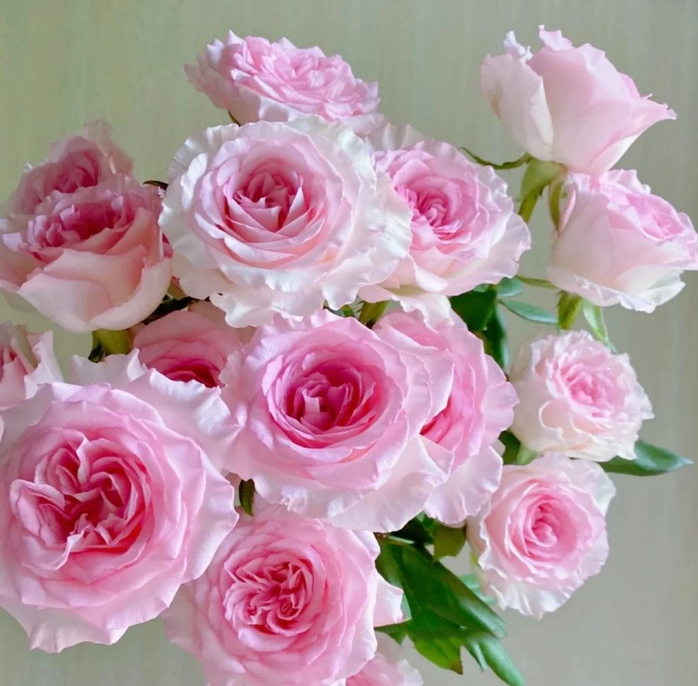 Pink Mondial Roses 50cm - FOREVERMORE