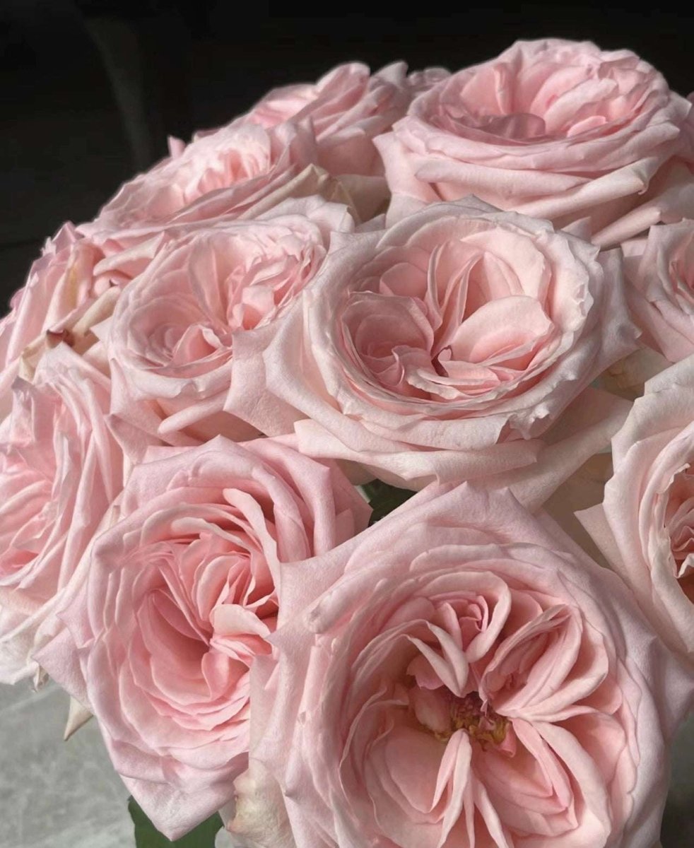 Pink O'Hara 50cm - FOREVERMORE