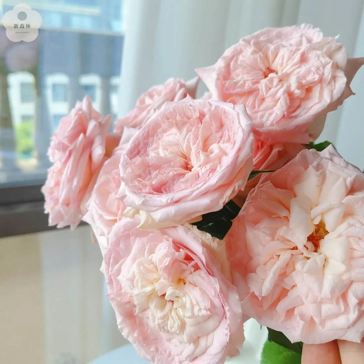 Pink O'Hara 50cm - FOREVERMORE