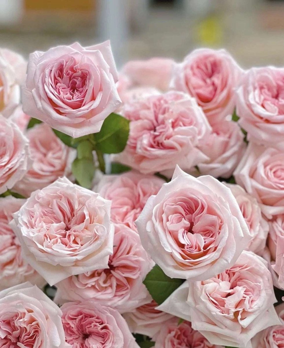 Pink O'Hara 50cm - FOREVERMORE