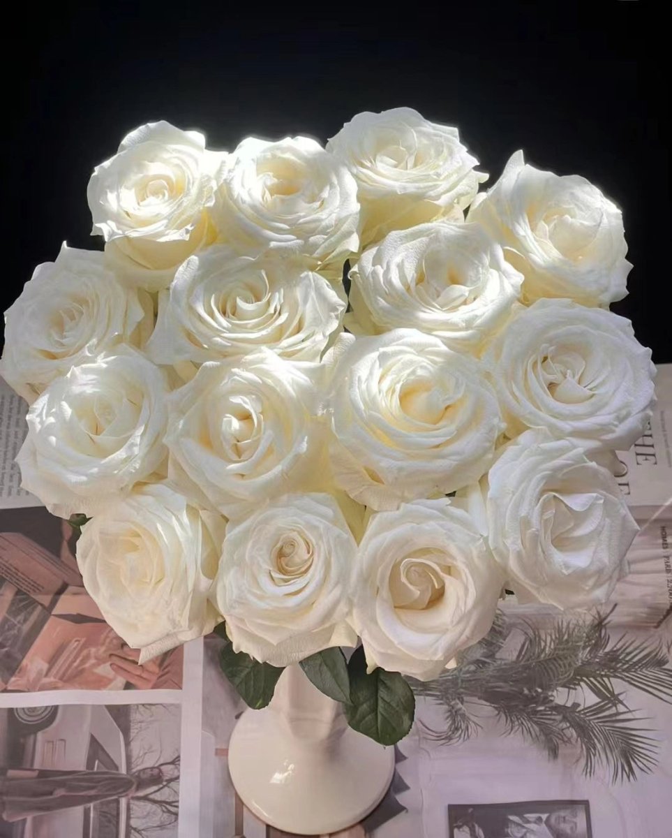 Proud Rose white 50cm - FOREVERMORE