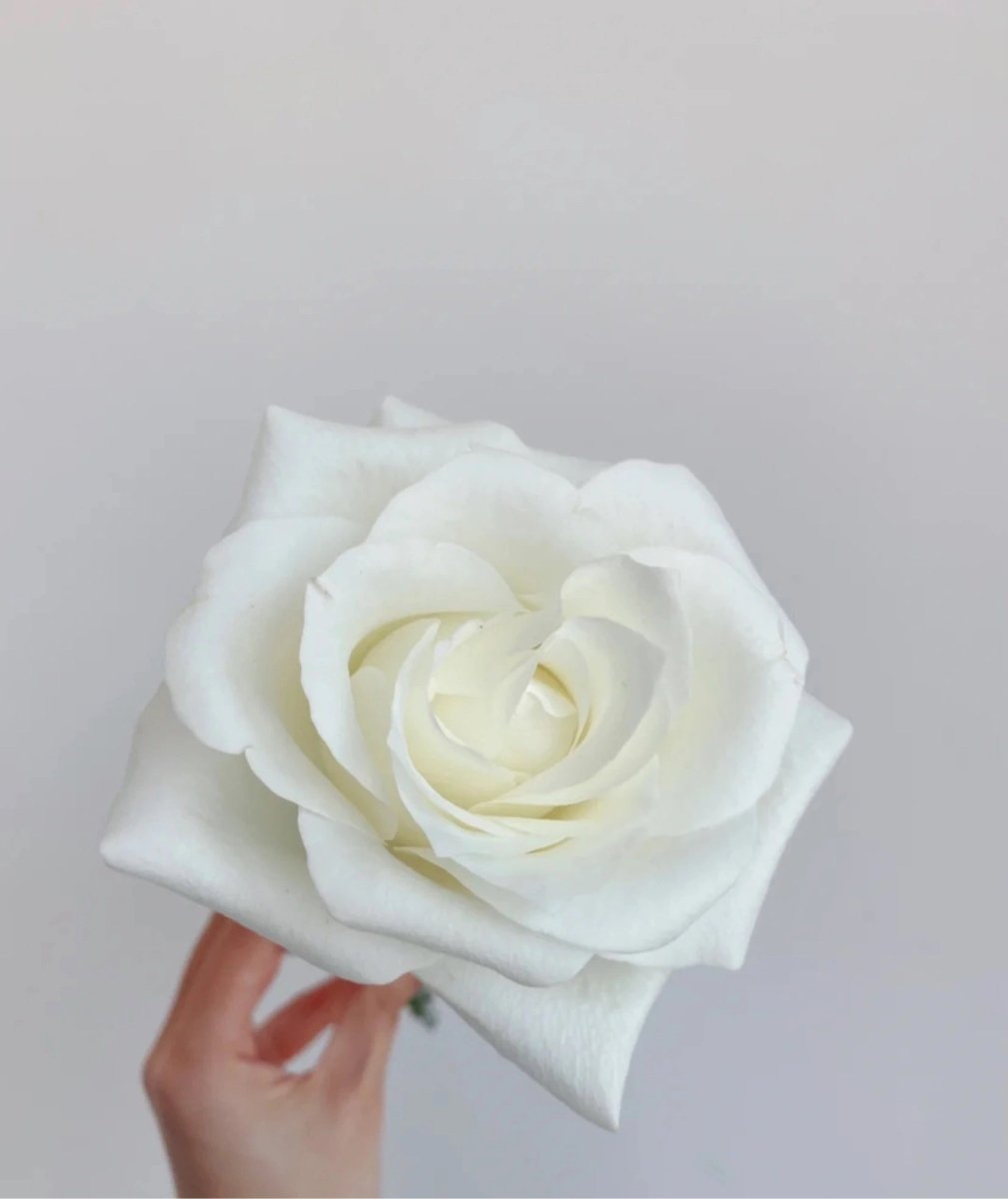 Proud Rose white 50cm - FOREVERMORE