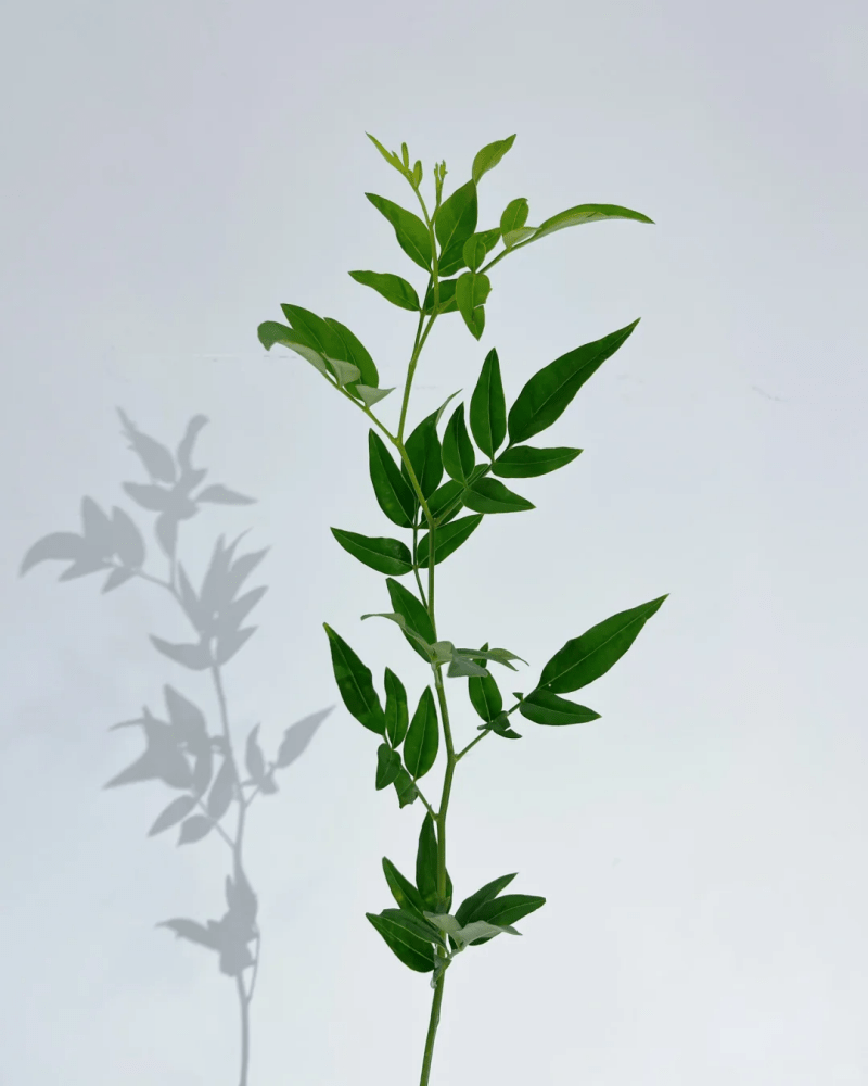 Rubia tinctorum九星叶 - FOREVERMORE