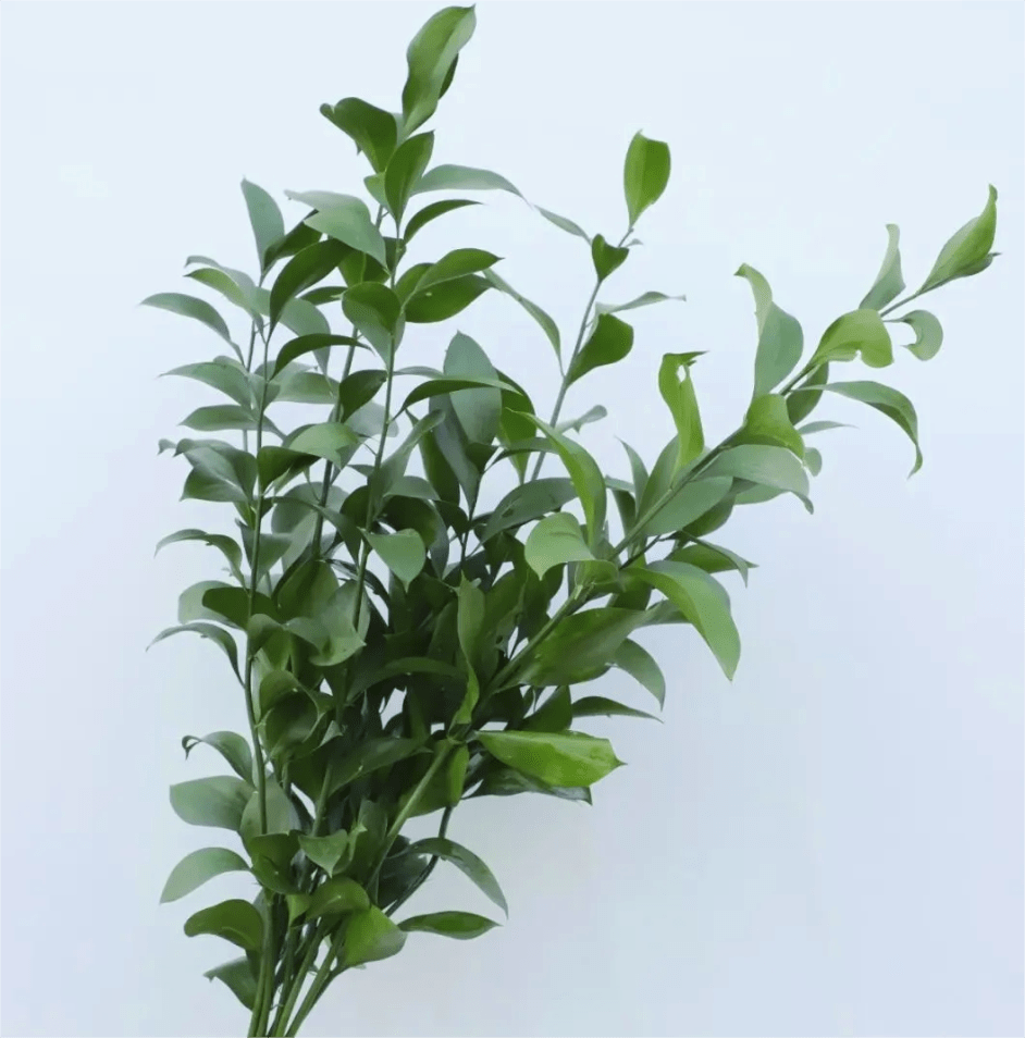 Ruscus Single 60 CM 桔叶 - FOREVERMORE