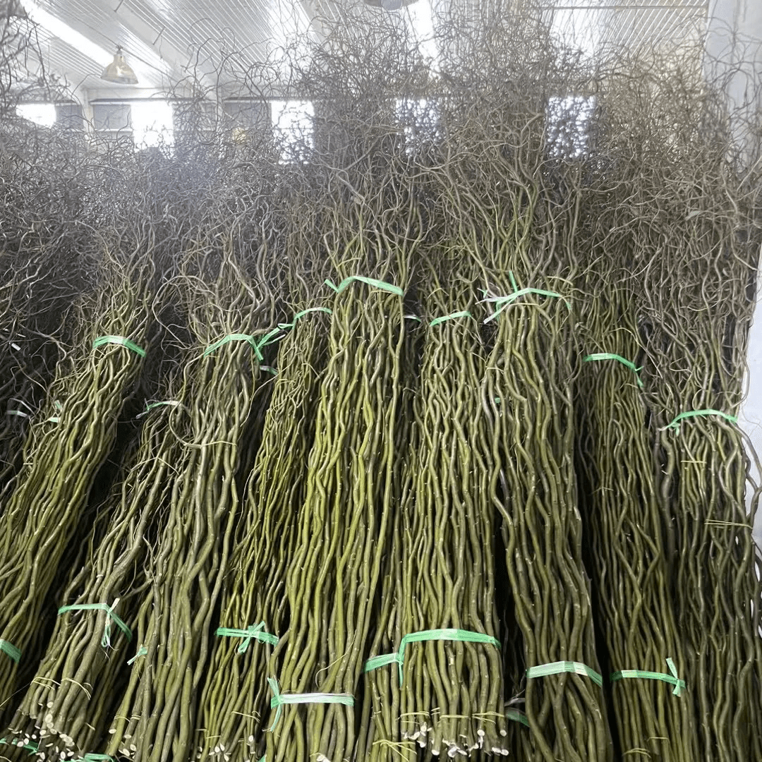 Salix green 2m绿龙柳 - FOREVERMORE