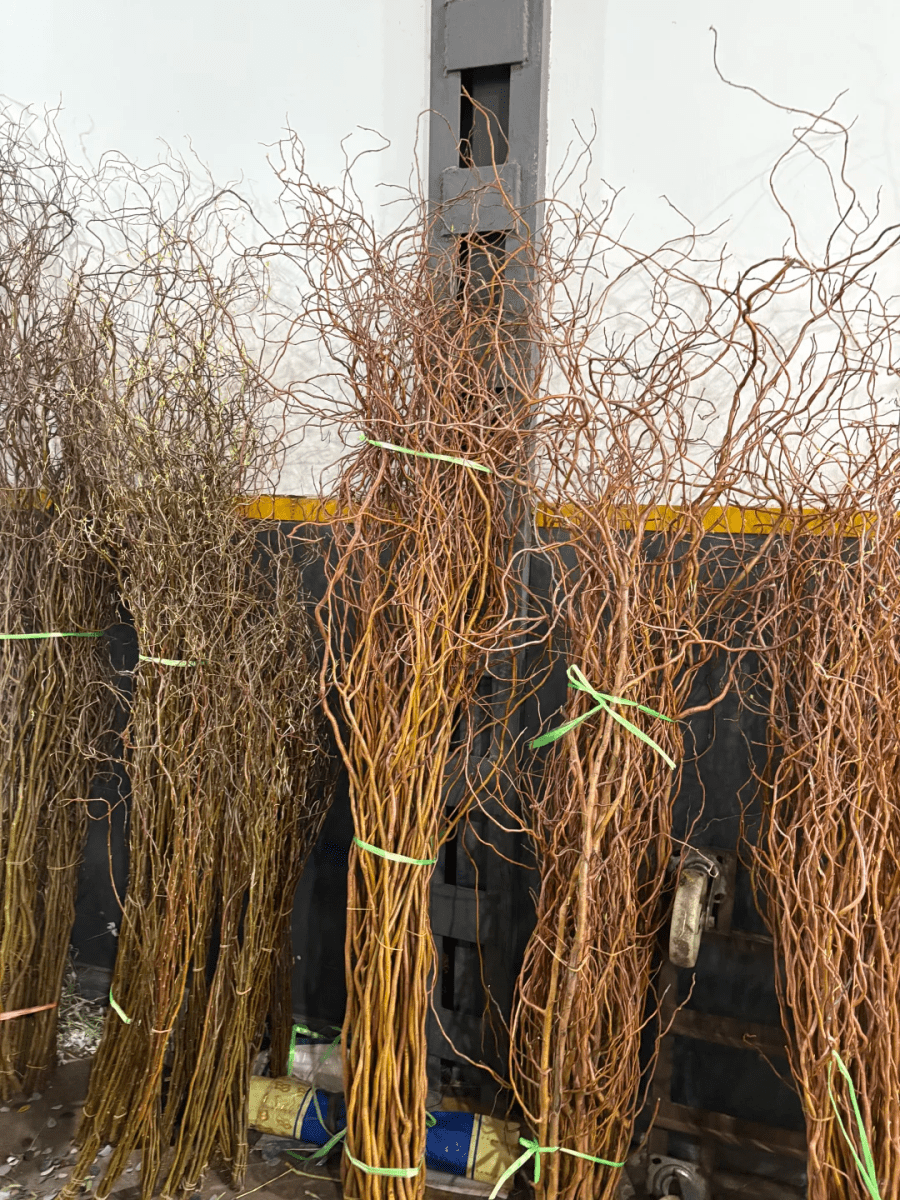 Salix thick 2m金龙柳 - FOREVERMORE