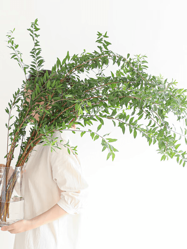 Snowwillow leaves雪柳叶 - FOREVERMORE