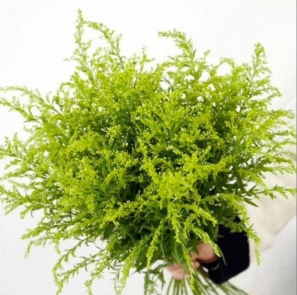 Solidago altissima黄莺 - FOREVERMORE