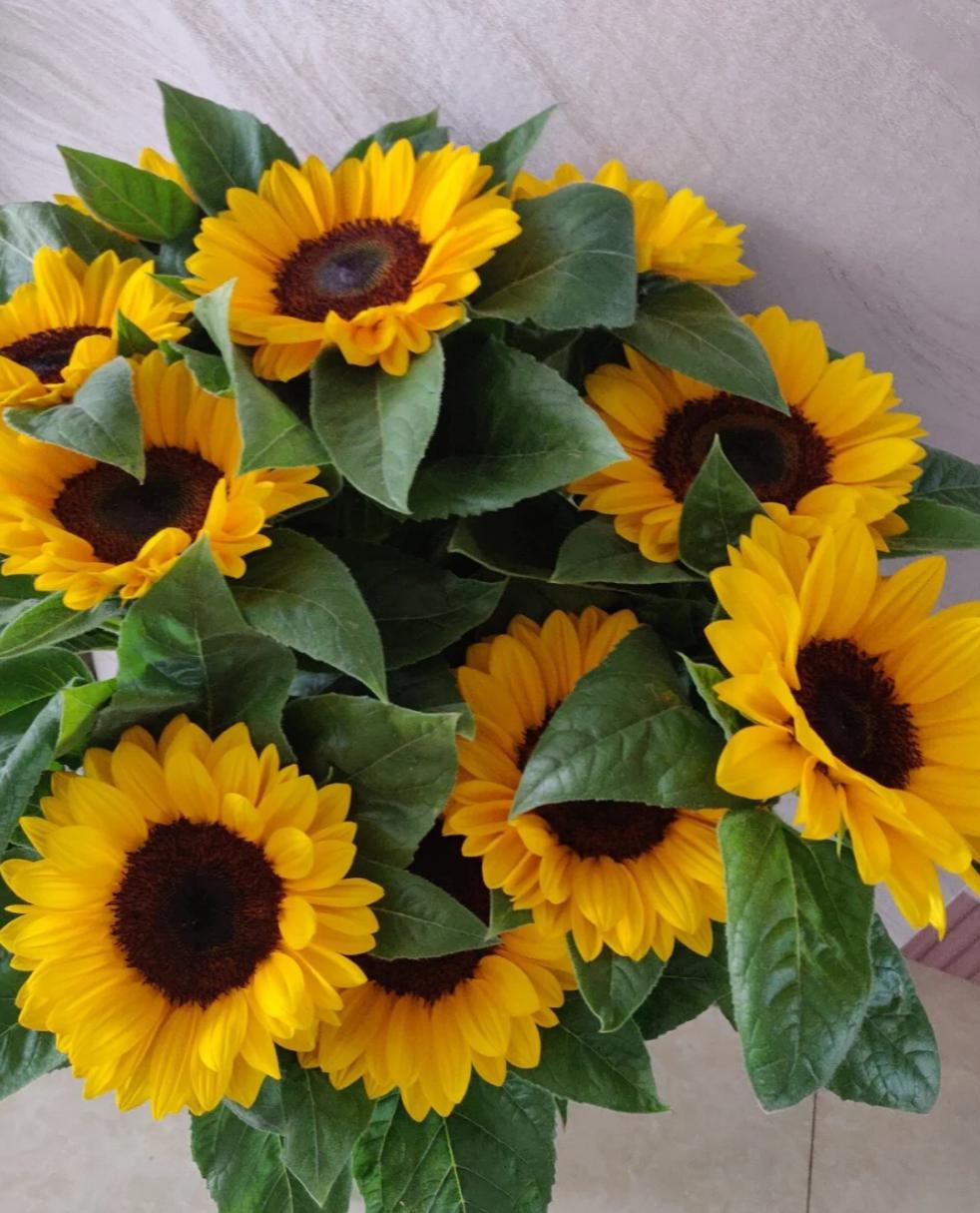 Narmol Sunflower