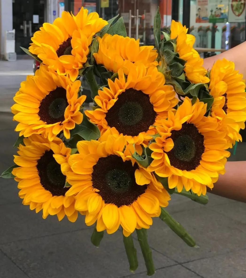Narmol Sunflower
