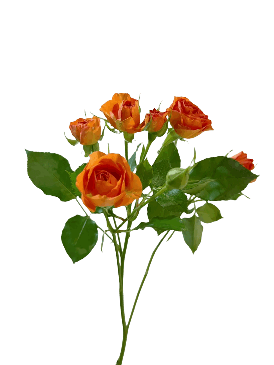 Spary Roses Orange Mambo - FOREVERMORE
