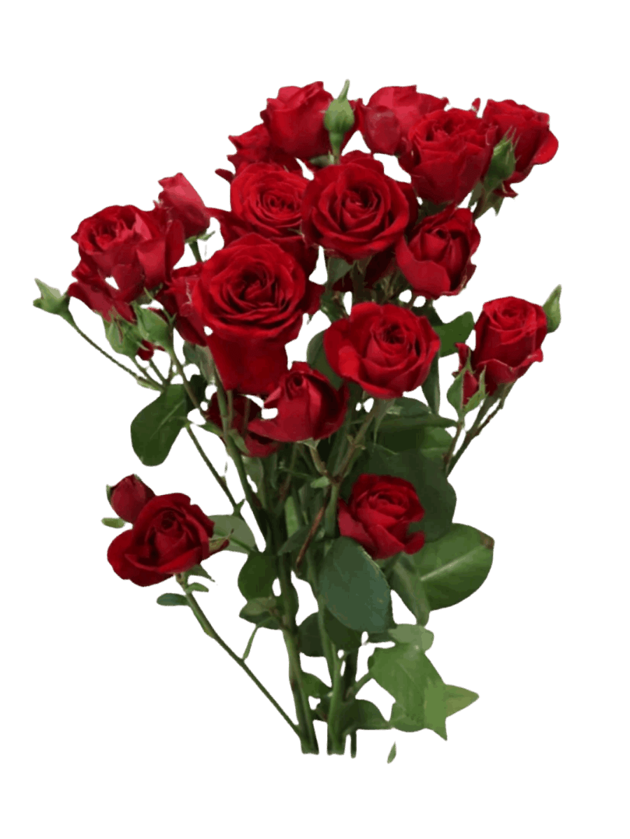 Spary Roses Red Velvet - FOREVERMORE