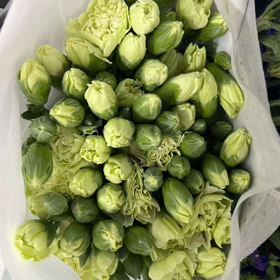 Spray Carnations green 多头康绿色 - FOREVERMORE