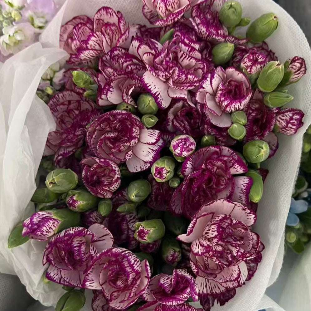 Spray Carnations Purple elk 多头康紫精灵 - FOREVERMORE