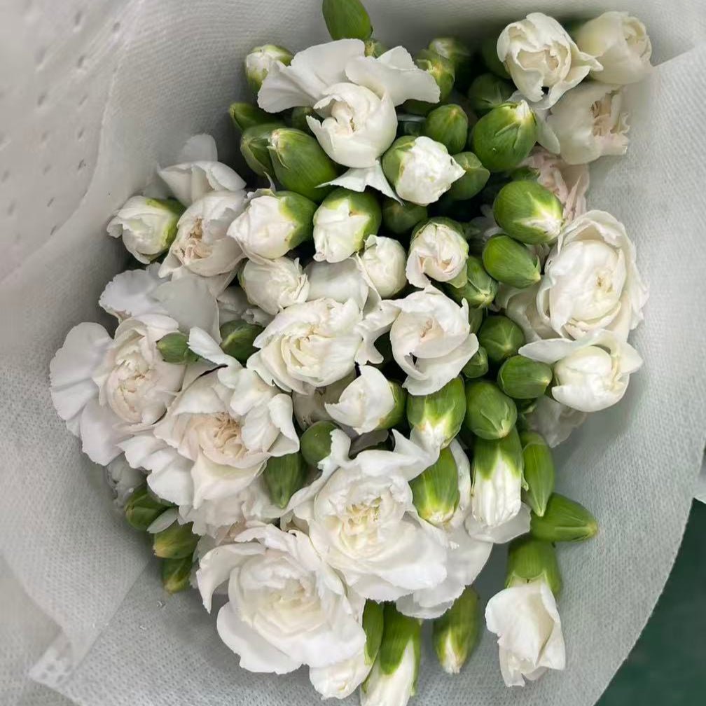 Spray Carnations white 多头康白色 - FOREVERMORE
