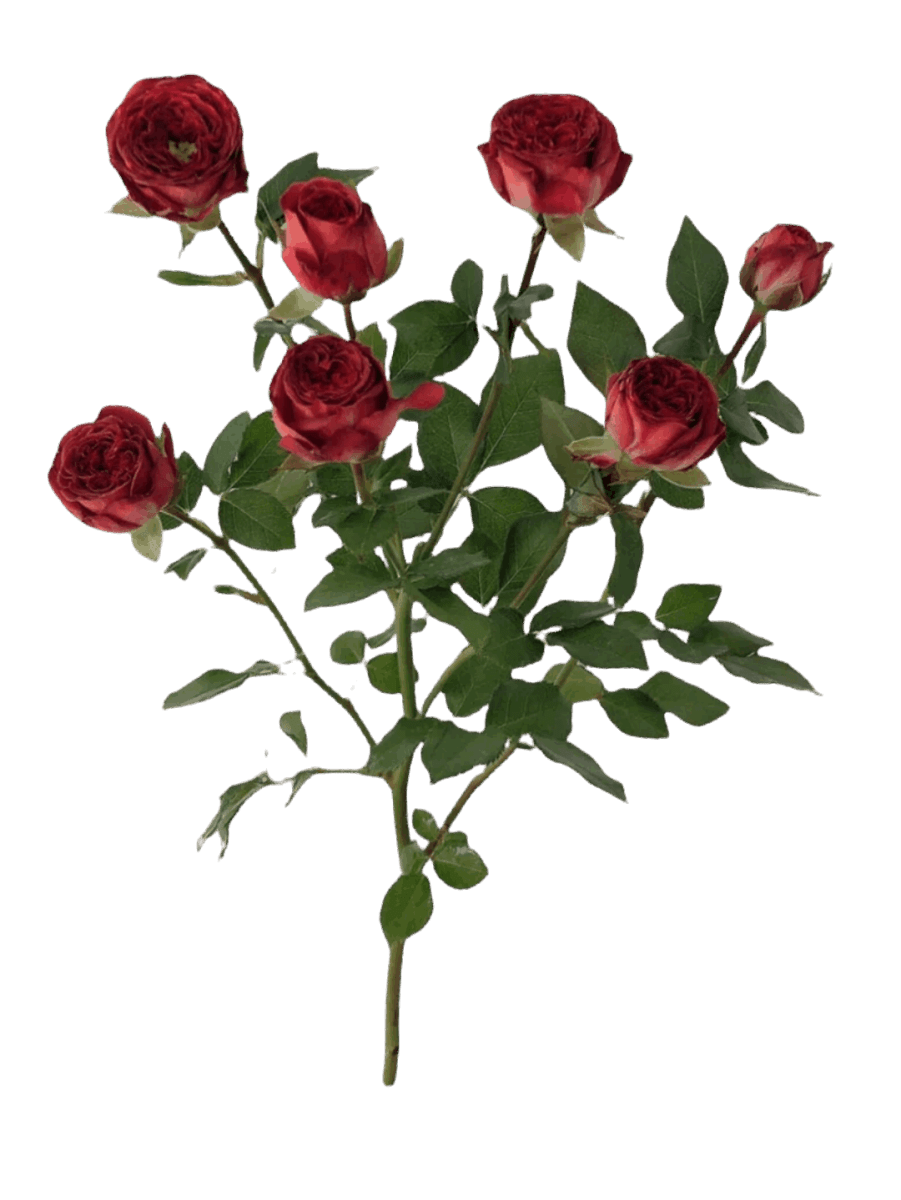 Spray Roses Chocolate - FOREVERMORE