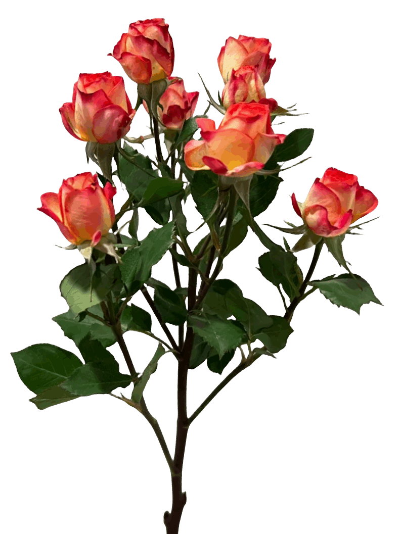 Spray Roses Iris Bubble - FOREVERMORE