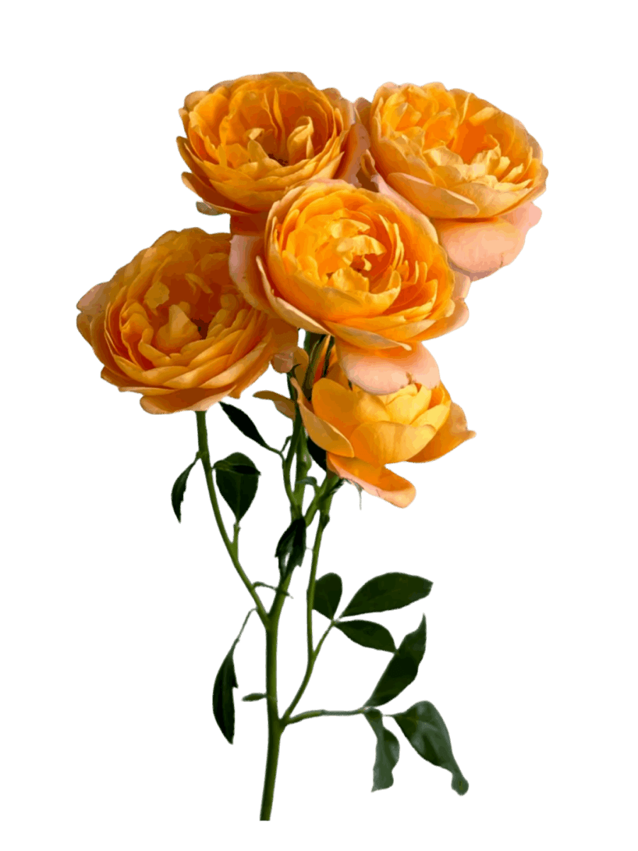 Spray Roses Juicy Terrazza - FOREVERMORE