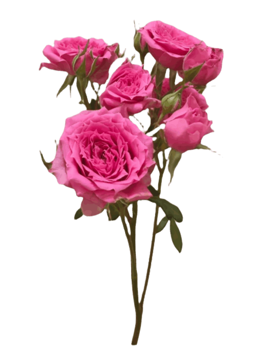 Spray Roses Lovely Lydia Dark Pink - FOREVERMORE