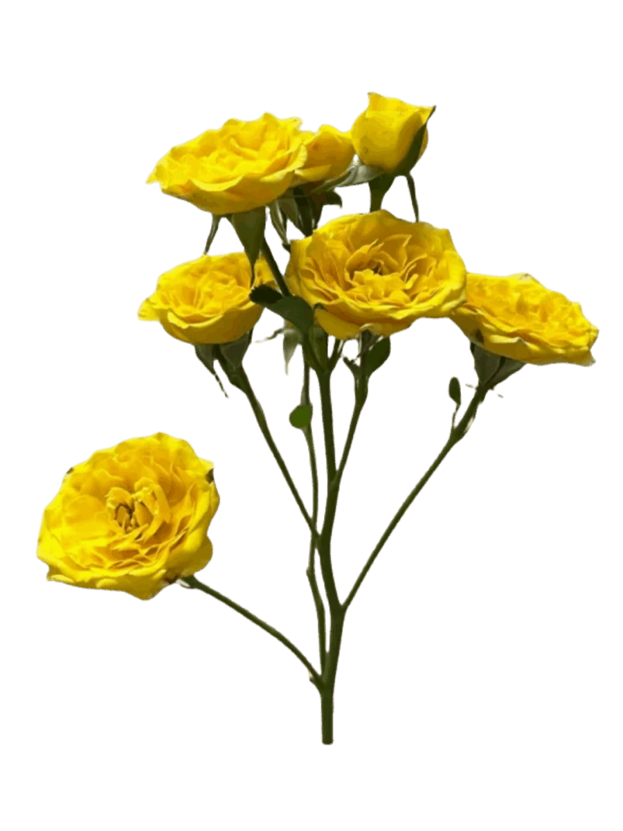 Spray Roses Marisa yellow - FOREVERMORE