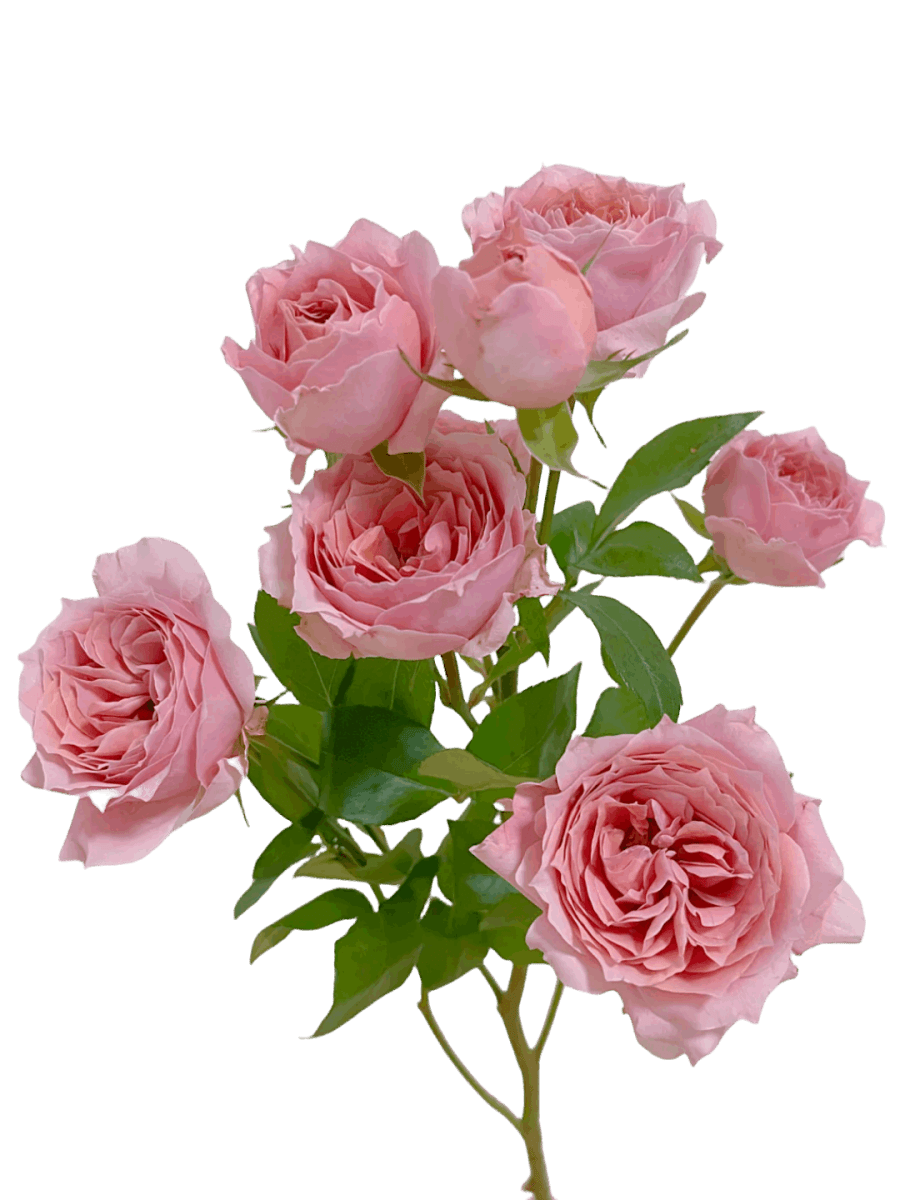 Spray Roses Pink Cheerleading - FOREVERMORE